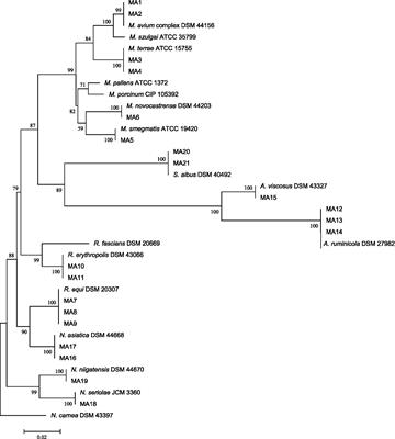 Screening, molecular identification, population diversity, and antibiotic susceptibility pattern of Actinomycetes species isolated from meat and meat products of slaughterhouses, restaurants, and meat stores of a developing country, Iran